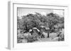 Awesome South Africa Collection B&W - Two Burchell's Zebras III-Philippe Hugonnard-Framed Photographic Print