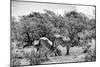 Awesome South Africa Collection B&W - Two Burchell's Zebras III-Philippe Hugonnard-Mounted Photographic Print