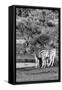 Awesome South Africa Collection B&W - Two Burchell's Zebras IV-Philippe Hugonnard-Framed Stretched Canvas