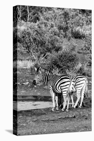 Awesome South Africa Collection B&W - Two Burchell's Zebras IV-Philippe Hugonnard-Stretched Canvas