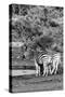 Awesome South Africa Collection B&W - Two Burchell's Zebras IV-Philippe Hugonnard-Stretched Canvas