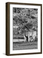 Awesome South Africa Collection B&W - Two Burchell's Zebras IV-Philippe Hugonnard-Framed Photographic Print