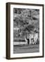 Awesome South Africa Collection B&W - Two Burchell's Zebras IV-Philippe Hugonnard-Framed Photographic Print