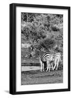 Awesome South Africa Collection B&W - Two Burchell's Zebras IV-Philippe Hugonnard-Framed Photographic Print