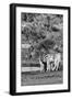 Awesome South Africa Collection B&W - Two Burchell's Zebras IV-Philippe Hugonnard-Framed Photographic Print