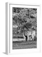 Awesome South Africa Collection B&W - Two Burchell's Zebras IV-Philippe Hugonnard-Framed Photographic Print