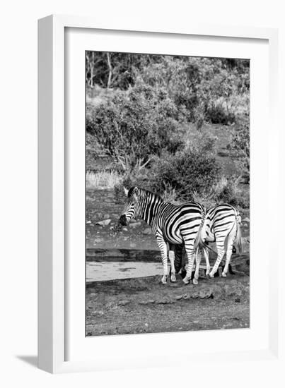 Awesome South Africa Collection B&W - Two Burchell's Zebras IV-Philippe Hugonnard-Framed Photographic Print