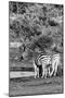 Awesome South Africa Collection B&W - Two Burchell's Zebras IV-Philippe Hugonnard-Mounted Photographic Print