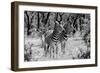 Awesome South Africa Collection B&W - Two Burchell's Zebras-Philippe Hugonnard-Framed Photographic Print