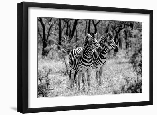 Awesome South Africa Collection B&W - Two Burchell's Zebras-Philippe Hugonnard-Framed Photographic Print