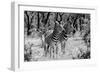 Awesome South Africa Collection B&W - Two Burchell's Zebras-Philippe Hugonnard-Framed Photographic Print