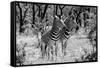 Awesome South Africa Collection B&W - Two Burchell's Zebras-Philippe Hugonnard-Framed Stretched Canvas