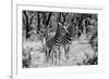 Awesome South Africa Collection B&W - Two Burchell's Zebras-Philippe Hugonnard-Framed Photographic Print