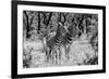 Awesome South Africa Collection B&W - Two Burchell's Zebras-Philippe Hugonnard-Framed Photographic Print