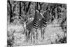 Awesome South Africa Collection B&W - Two Burchell's Zebras-Philippe Hugonnard-Mounted Photographic Print