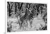 Awesome South Africa Collection B&W - Two Burchell's Zebras-Philippe Hugonnard-Framed Photographic Print