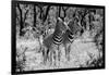 Awesome South Africa Collection B&W - Two Burchell's Zebras-Philippe Hugonnard-Framed Photographic Print