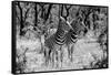 Awesome South Africa Collection B&W - Two Burchell's Zebras-Philippe Hugonnard-Framed Stretched Canvas