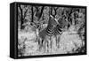 Awesome South Africa Collection B&W - Two Burchell's Zebras-Philippe Hugonnard-Framed Stretched Canvas