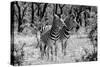 Awesome South Africa Collection B&W - Two Burchell's Zebras-Philippe Hugonnard-Stretched Canvas