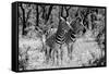 Awesome South Africa Collection B&W - Two Burchell's Zebras-Philippe Hugonnard-Framed Stretched Canvas