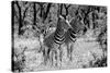 Awesome South Africa Collection B&W - Two Burchell's Zebras-Philippe Hugonnard-Stretched Canvas