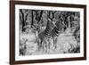 Awesome South Africa Collection B&W - Two Burchell's Zebras-Philippe Hugonnard-Framed Photographic Print