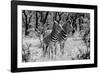 Awesome South Africa Collection B&W - Two Burchell's Zebras-Philippe Hugonnard-Framed Photographic Print