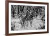 Awesome South Africa Collection B&W - Two Burchell's Zebras-Philippe Hugonnard-Framed Photographic Print