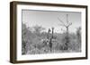 Awesome South Africa Collection B&W - Two Giraffes in the African Savannah-Philippe Hugonnard-Framed Photographic Print