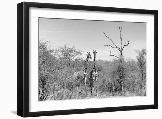 Awesome South Africa Collection B&W - Two Giraffes in the African Savannah-Philippe Hugonnard-Framed Photographic Print