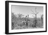 Awesome South Africa Collection B&W - Two Giraffes in the African Savannah-Philippe Hugonnard-Framed Photographic Print