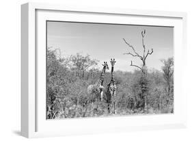 Awesome South Africa Collection B&W - Two Giraffes in the African Savannah-Philippe Hugonnard-Framed Photographic Print