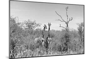 Awesome South Africa Collection B&W - Two Giraffes in the African Savannah-Philippe Hugonnard-Mounted Photographic Print