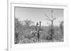 Awesome South Africa Collection B&W - Two Giraffes in the African Savannah-Philippe Hugonnard-Framed Photographic Print