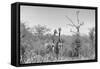 Awesome South Africa Collection B&W - Two Giraffes in the African Savannah-Philippe Hugonnard-Framed Stretched Canvas