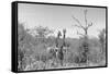 Awesome South Africa Collection B&W - Two Giraffes in the African Savannah-Philippe Hugonnard-Framed Stretched Canvas