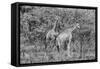 Awesome South Africa Collection B&W - Two Giraffes in the Savanna II-Philippe Hugonnard-Framed Stretched Canvas