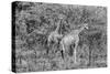 Awesome South Africa Collection B&W - Two Giraffes in the Savanna II-Philippe Hugonnard-Stretched Canvas