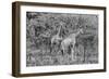 Awesome South Africa Collection B&W - Two Giraffes in the Savanna II-Philippe Hugonnard-Framed Photographic Print