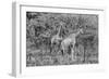 Awesome South Africa Collection B&W - Two Giraffes in the Savanna II-Philippe Hugonnard-Framed Photographic Print