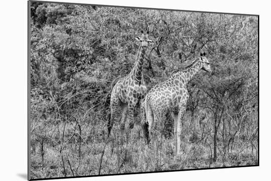Awesome South Africa Collection B&W - Two Giraffes in the Savanna II-Philippe Hugonnard-Mounted Photographic Print