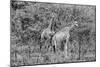 Awesome South Africa Collection B&W - Two Giraffes in the Savanna II-Philippe Hugonnard-Mounted Photographic Print