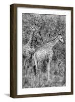 Awesome South Africa Collection B&W - Two Giraffes in the Savanna III-Philippe Hugonnard-Framed Photographic Print