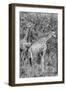 Awesome South Africa Collection B&W - Two Giraffes in the Savanna III-Philippe Hugonnard-Framed Photographic Print