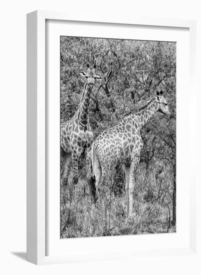 Awesome South Africa Collection B&W - Two Giraffes in the Savanna III-Philippe Hugonnard-Framed Photographic Print