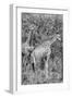 Awesome South Africa Collection B&W - Two Giraffes in the Savanna III-Philippe Hugonnard-Framed Photographic Print