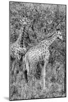 Awesome South Africa Collection B&W - Two Giraffes in the Savanna III-Philippe Hugonnard-Mounted Photographic Print