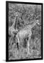 Awesome South Africa Collection B&W - Two Giraffes in the Savanna III-Philippe Hugonnard-Framed Photographic Print