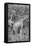 Awesome South Africa Collection B&W - Two Giraffes in the Savanna III-Philippe Hugonnard-Framed Stretched Canvas